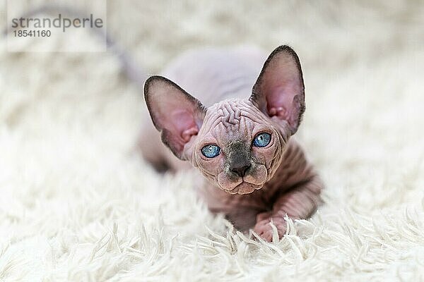 Seltenes haarloses kanadisches Sphynx-Katzenjunges  das auf einem weißen Teppich mit langem Flor liegt und in die Kamera schaut. Studioaufnahme