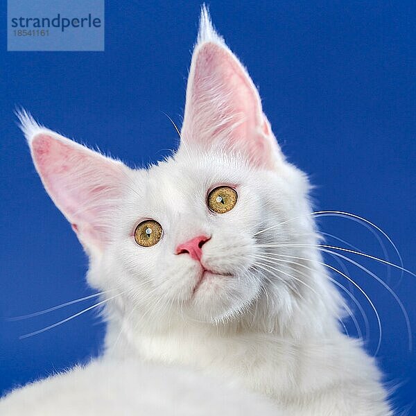 Nahaufnahme Porträt der weißen Farbe American Longhair Cat Blick in die Kamera. Vorderansicht des schönen weiblichen Tieres auf blauem Hintergrund