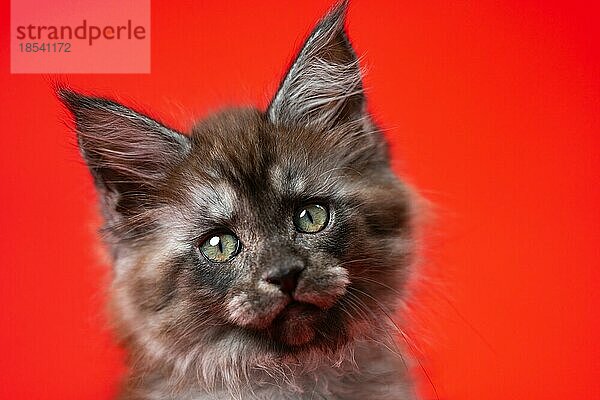 Kopf von langhaarigen weiblichen Coon Cat zwei Monate alt mit flauschigen Fell der Farbe schwarz Rauch. Portrait auf rotem Hintergrund. Nahaufnahme. Vorderansicht. Studioaufnahme