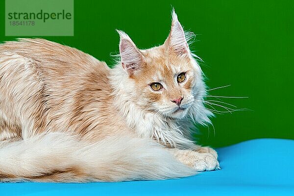 Liebliche Langhaarkatze Rasse Maine Coon Cat. Porträt der rot gestromten männlichen Amerikanischen Langhaarkatze  die in die Kamera schaut  auf hellblauem und grünem Hintergrund liegend. Studioaufnahme