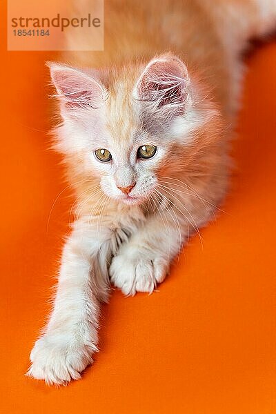 Porträt der zwei Monate alten rot-silber klassisch gestromten American Forest Cat  einer der ältesten Hauskatzen  liegend auf orangefarbenem Hintergrund. Konzept der Zucht reinrassiger Katzen. Vorderansicht. Studioaufnahme