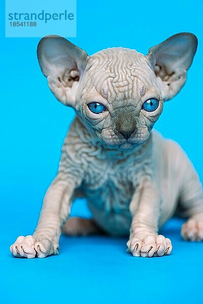 Ausgezeichnetes haarloses Kätzchen der kanadischen Katzenrasse Sphynx  das auf blauem Hintergrund sitzt und in die Kamera schaut. Porträt der schönen Art Kätzchen mit großen blaün Augen. Vorderansicht des Tieres