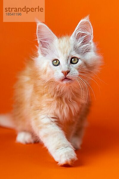 Porträt der niedlichen Waschbär Katze der Farbe rot silber klassisch gestromt auf orange Hintergrund. Playful zwei Monate alten männlichen Kätzchen nimmt Schritt nach vorn. Konzept der emotionalen Unterstützung Tier. Ansicht von vorne. Studioaufnahme