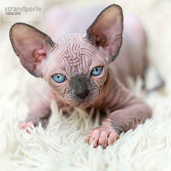 Porträt eines kanadischen Sphynx-Katzenbabys  das in die Kamera schaut  liegend auf weißem Hintergrund  Teppich mit langem Flor. Nahaufnahme eines haarlosen weiblichen Kätzchens. Studioaufnahme