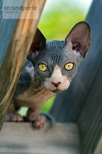 Bezaubernde junge Sphynx-Katze schaut neugierig in die Kamera auf dem hohen hölzernen Spielplatz des Zwingers im Freien an einem Sommertag. Selektiver Fokus. Natürlicher unscharfer grüner Hintergrund. Teilansicht