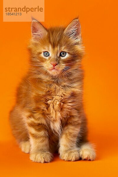 Porträt von männlichen American Longhair Kätzchen eineinhalb Monate alt auf orange Hintergrund. Pussy mit schönen roten klassischen Tabby-Fell sitzt und schaut in die Kamera. Ansicht von vorne. Studioaufnahme