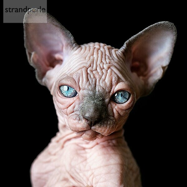 Porträt eines kanadischen Sphynx-Kätzchens mit großen blaün Augen auf schwarzem Hintergrund. Studioaufnahme einer schönen Hauskatze