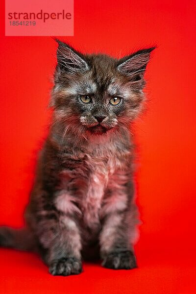 Porträt von Maine Coon Katze der Farbe schwarz Rauch zwei Monate alt sitzt auf rotem Hintergrund. Nette weibliche Katze mit großen Augen schaut aufmerksam in die Kamera. Ansicht von vorne. Studioaufnahme