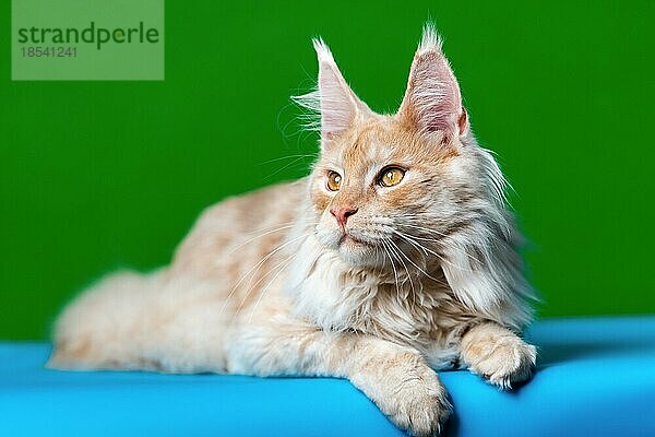 Neugierde Langhaarkatze Rasse Maine Coon Cat. Porträt des rot gestromten Tieres  das auf einem hellblauen und grünen Hintergrund liegt und wegschaut. Studioaufnahme