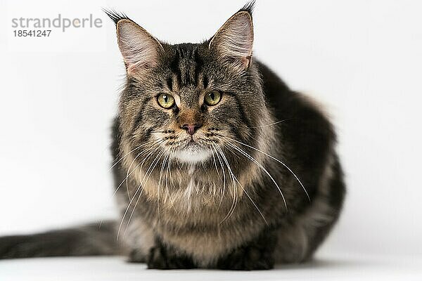 Frontansicht Porträt der getigerten Tabby Maine Coon Cat. Gehorsame Langhaarkatze der Rasse Maine Shag Cat liegend auf weißem Hintergrund. Studioaufnahme
