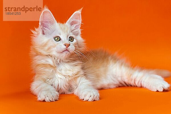 Porträt der niedlichen 2 Monate alten männlichen Maine Shag Katze der Farbe rot silber klassisch gestromt liegend in entspannter Pose und Blick weg auf orange Hintergrund. Konzept der emotionalen Unterstützung Tier. Studioaufnahme