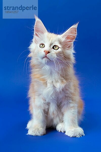 Porträt von zwei Monate alten Maine Coon Katze der Farbe rot silber klassischen Tabby sitzt auf blauem Hintergrund. Cute reinrassigen männlichen Kätzchen schaut auf. Konzept der emotionalen Unterstützung Tier. Vorderansicht. Studioaufnahme