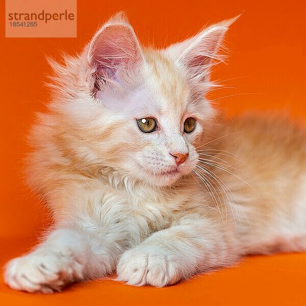 Portrait eines zwei Monate alten American Longhair Kätzchens  liegend auf orangefarbenem Hintergrund. Kätzchen mit schönem Fell  das wegschaut  gespitzte Ohren. Nahaufnahme. Vorderansicht. Teilansicht. Studioaufnahme