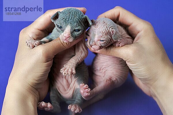 Medizinische Untersuchung von neugeborenen Sphynx-Kätzchen. Weibliche kaukasischen Hände sorgfältig halten weibliche Kätzchen von schwarz und weiß und männliche Kätzchen von blau und weiß Konzept zum Schutz der Gesundheit von Haustieren. Point of view shot