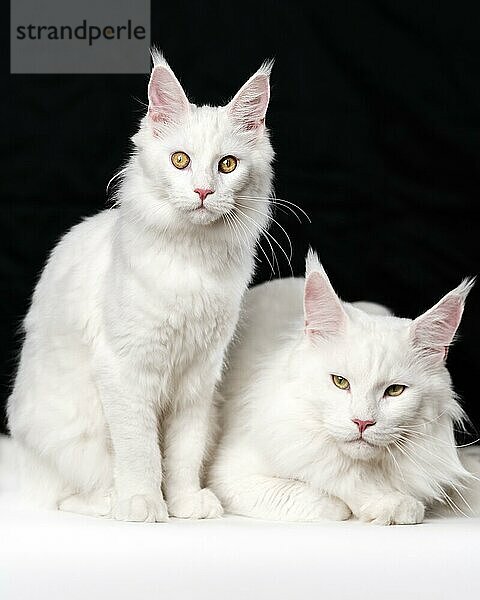 Porträt von zwei weißen American Longhair Cats auf schwarzem und weißem Hintergrund. Eine Hauskatze sitzt  die andere Katze - liegend