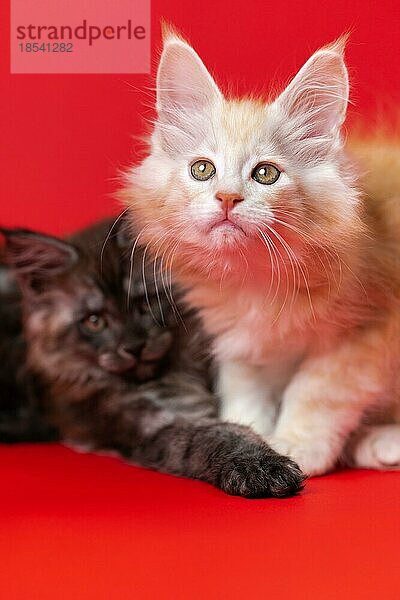Amerikanische langhaarige Zwillingskätzchen von Maine Coon Cat auf rotem Hintergrund. Schwester von schwarzer rauchiger Farbe  Bruder - rot silber klassisch tabby. Niedliche Kätzchen sind zwei Monate alt. Ansicht von vorne. Studioaufnahme