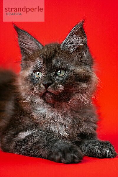 Porträt von Maine Cat der Farbe schwarzer Rauch liegend auf rotem Hintergrund und schaut weg. Fluffy hübsche weibliche Kätzchen zwei Monate alt. Ansicht von vorne. Studioaufnahme