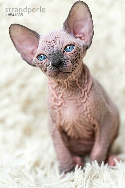 Porträt eines entzückenden kanadischen Sphynx-Katzenbabys mit großen blaün Augen  das auf einem weißen Teppich mit langem Flor sitzt. Nahaufnahme Vorderansicht eines haarlosen weiblichen Kätzchens