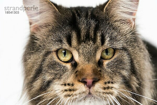 Extreme Nahaufnahme von getigerter Maine Coon Katze mit Blick in die Kamera. Hübsche langhaarige Maine Shag mit großen Augen. Vorderansicht