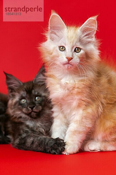 Portrait von zwei freundlichen Kätzchen der Rasse Maine Coon ?at - schwarz rauchig und rot silber klassisch gestromt. Niedliche Zwillingskätzchen sind zwei Monate alt. Roter Hintergrund. Ansicht von vorne. Studioaufnahme