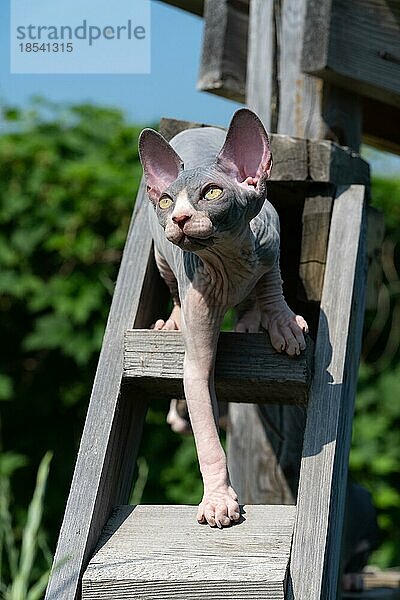 Verspieltes blau-weißes Sphynx-Kätzchen  das die Holztreppe hochklettert  auf dem Spielplatz spielt und nach oben schaut. Das Kätzchen ist fünfzehn Wochen alt. Foto eines Tieres im Freien an einem sonnigen Sommertag. Vorderansicht