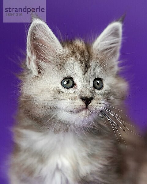 Porträt von Maine Cat der Farbe schwarz silber gefleckt tabby auf lila Hintergrund. Schönes  flauschiges  reinrassiges Kätzchen schaut weg. Nahaufnahme. Studioaufnahme. Vorderansicht. Konzept des National Cat Day