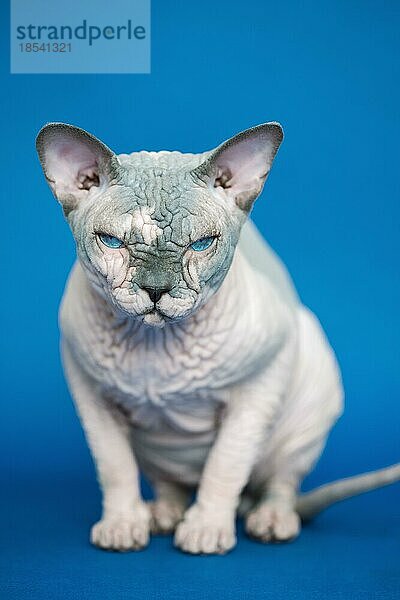 Porträt der hübschen kanadischen Sphynx-Katze - eine Katzenrasse  die für ihr fehlendes Fell bekannt ist. Haarlose Katze sitzt auf blauem Hintergrund. Vorderansicht des Tieres