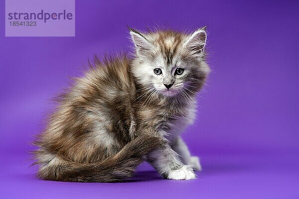 Porträt der jungen schwarz silber gefleckt tabby Maine Cat. Rassekatze  6 Wochen alt  sitzt auf lila Hintergrund und schaut. Seitenansicht. Studioaufnahme. Konzept der emotionalen Unterstützung Tier