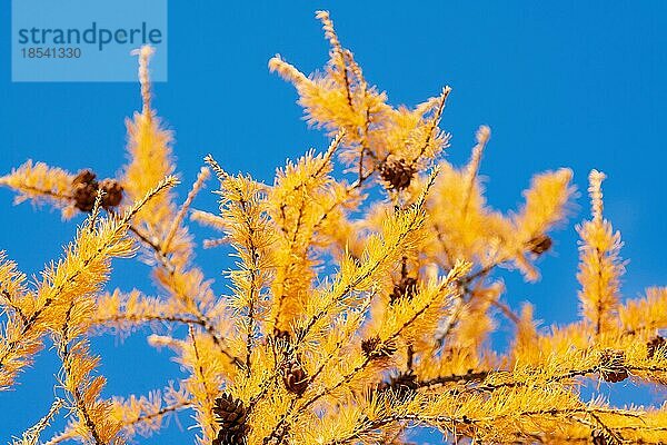 Gelber Zweig einer Lärche (Larix decidua) mit Zapfen im Herbst vor blauem Himmel. Weicher und selektiver Fokus auf den Vordergrund
