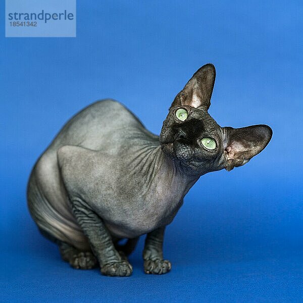Haarlose kanadische Sphynx-Katze - eine Katzenrasse  die für ihr Fehlen von Fell bekannt ist. Nahaufnahme Porträt von Temperament Katze auf blauem Hintergrund
