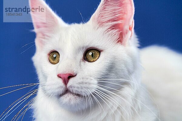 Nahaufnahme Porträt der langhaarigen American Forest Cat. Weiße Farbe weibliche Maine Coon auf blauem Hintergrund