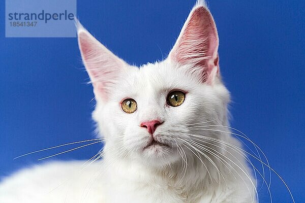 Nahaufnahme Porträt der niedlichen American Coon Cat Blick in die Kamera. Vorderansicht der schönen weißen Farbe Tier auf blauem Hintergrund