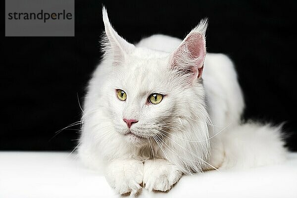 Melancholische weiße Katze Rasse Maine Shag Cat liegend auf weißem und schwarzem Hintergrund. Tier schaut zur Seite