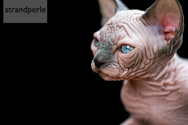 Porträt eines kanadischen Sphynx-Kätzchens mit großen blaün Augen auf schwarzem Hintergrund. Studioaufnahme  Kopierraum