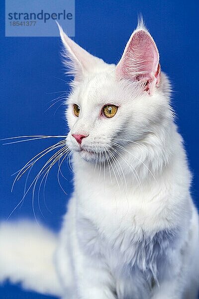 Langhaarige Katze Rasse American Coon Cat. Porträt der weißen Farbe weibliche Maine Coon Cat auf blauem Hintergrund