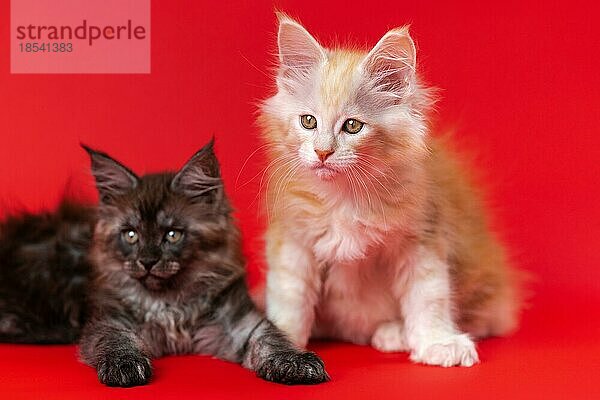 Porträt von American Forest Kätzchen auf rotem Hintergrund: männliches schwarzes smoke Kätzchen und weibliches rot-silbernes classic tabby Kätzchen. Die hübschen Zwillingskätzchen schauen misstrauisch weg. Vorderansicht. Studioaufnahme