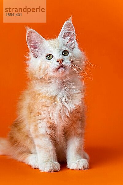 Porträt der männlichen Maine Cat der Farbe rot silber classic tabby zwei Monate alt sitzt auf orange Hintergrund. Hübsche reinrassige Katze mit flauschigem Fell und klugen Augen. Ansicht von vorne. Studioaufnahme
