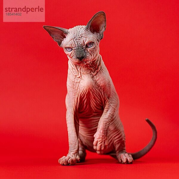 Porträt der Sphynx-Katze von blaür Nerz und weiße Farbe sitzen mit erhobenen Vorderpfote auf rotem Hintergrund. Haarloses Weibchen 4 Monate alt schaut in die Kamera. Vorderansicht. Volle Länge  Studioaufnahme