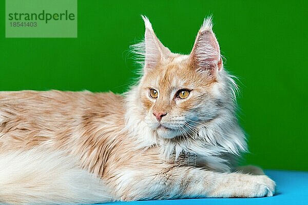 Porträt der neugierigen rot gestromten American Forest Cat. Anhängliche amerikanische Langhaarkatze liegt auf grünem und hellblauem Hintergrund und schaut weg. Studioaufnahme