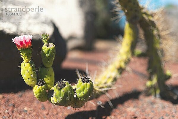 Nahaufnahme eines blühenden Kaktus auf roter Vulkanerde an einem sonnigen Tag