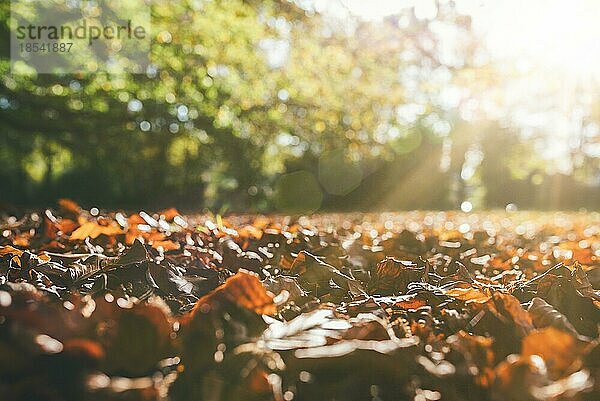 Low angle view of fallen Herbstblätter auf dem Boden gegen grüne Bäume im Sonnenlicht