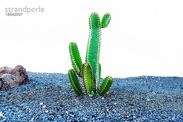 Großer grüner Kaktus  der durch Kies vor weißem Wandhintergrund wächst