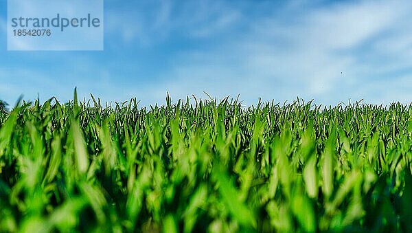 Tiefblick auf grünes Gras auf einem Feld oder einer Wiese vor blauem Himmel