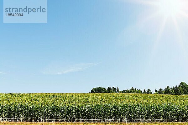 Mais auf einem Feld vor blauem Himmel an einem Sommertag