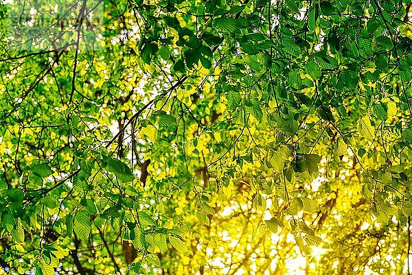 Goldene Sonnenstrahlen  die durch üppige  frischgrüne Blätter eines Baumes scheinen