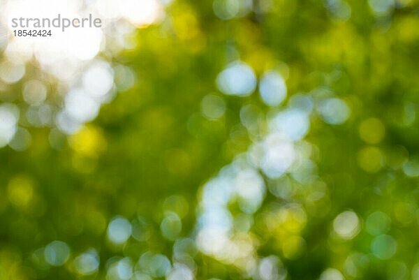 Abstrakte unscharfe Natur Hintergrund  defokussiert üppigen grünen Laub gegen blaün Himmel und goldenen Sonnenlicht