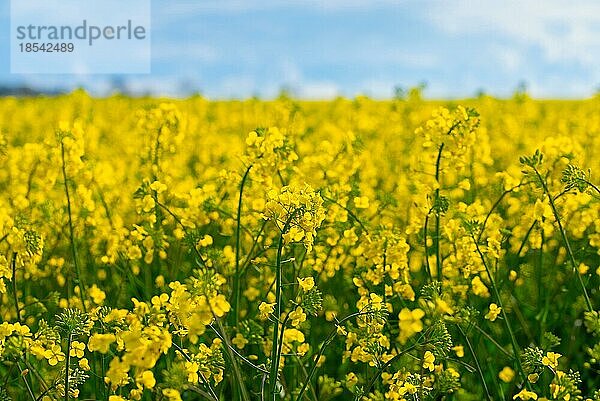 Nahaufnahme von Raps auf einem Feld vor blauem Himmel  Naturhintergrund