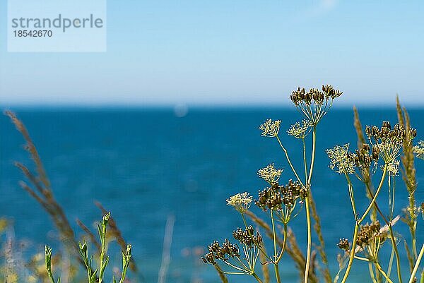 Wilder Wiesenkerbel (anthriscus sylvestris)  vor blauem Meer und Himmel  Naturhintergrund