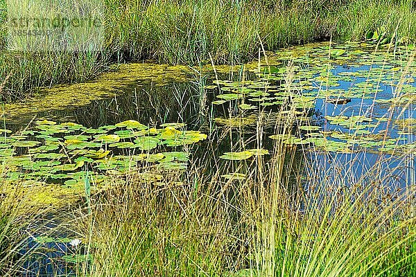 Feuchtbiotop mit Seerosen und anderen Wasserpflanzen. Wetland habitat with water lilies and other aquatic plants