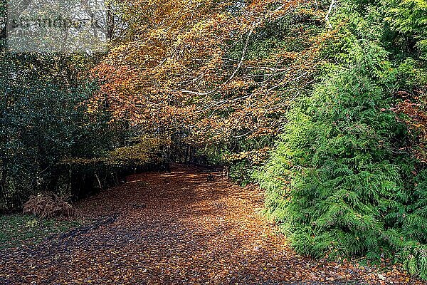Herbstliche Ansicht des Ashdown Forest in East Sussex